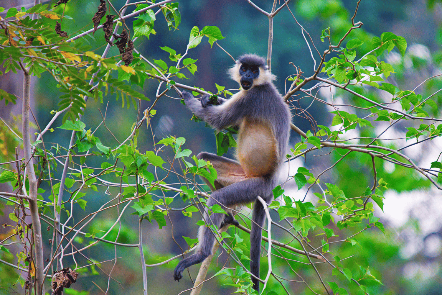 Amur Falcon Tours | Best Time See Amur Falcon In Nagaland